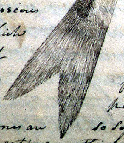 Highly detailed pencil sketch of a eulachon tail fin