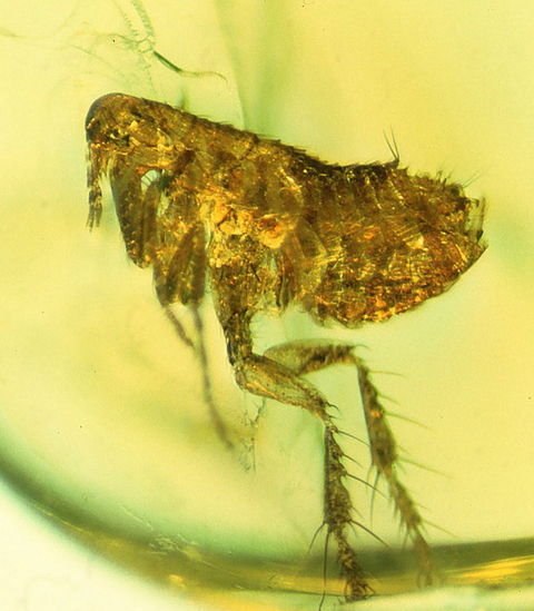 Small insect in a translucent yellow blob
