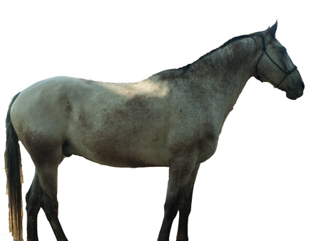 profile of a large, gray Appaloosa horse