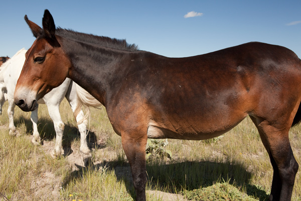 Dark brown mule