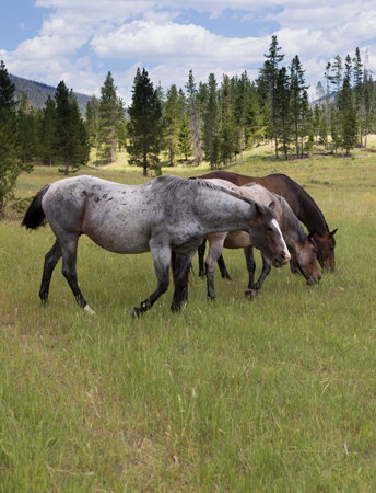 Three horses eating green grass