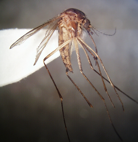 close-up photo of a mosquito