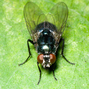 blowfly