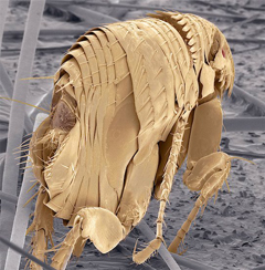 extreme close-up of a flea with a vertically flat body
