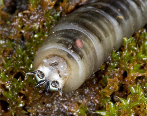 crane fly larva