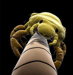 extreme close-up of a bug with a cartoonish figure