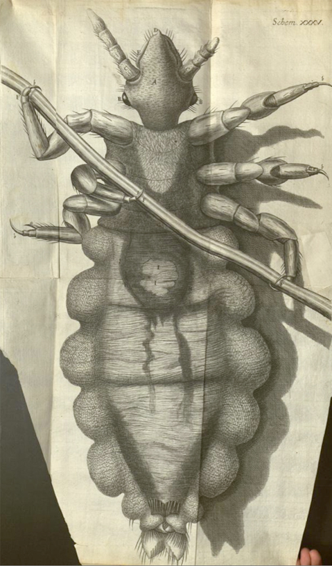 robert hooke's drawing of a louse