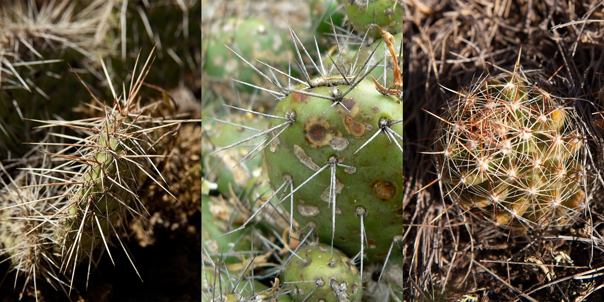 All three types have sharp needles