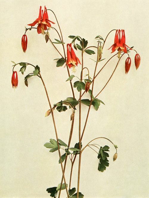 Scientific illustration of drooping red petals