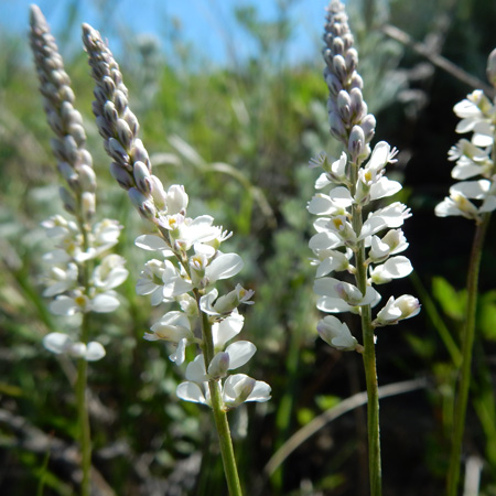 Long, thin stalk with white petals and heads