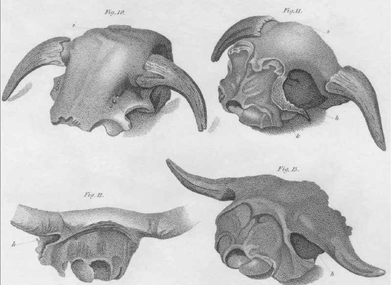 Scientific illustration of several skulls with horns