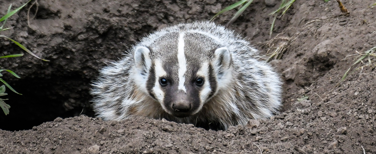 A young badger at a den entrance