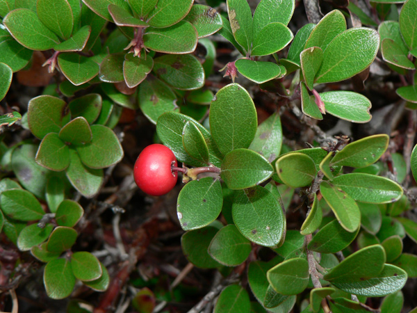 Small red berry surrounded by small green leaves