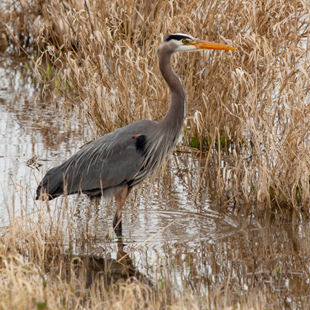 Large gray bird with long neck, legs, and beak
