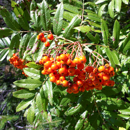 Bushy tree with orange berries