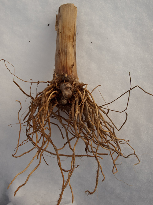 Tangled roots dangling from a thick stalk