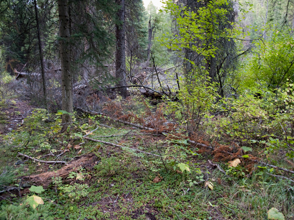 Thick brush and fallen trees