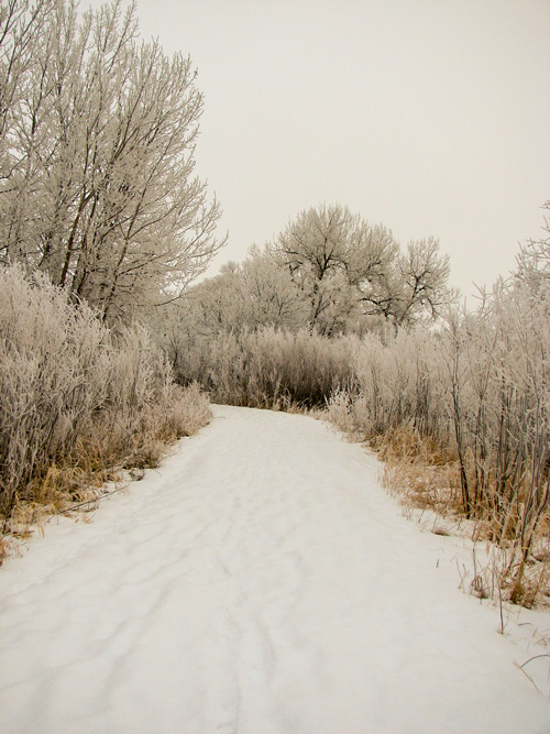 frost covers the trees and brush edging the trail to the Missouri River