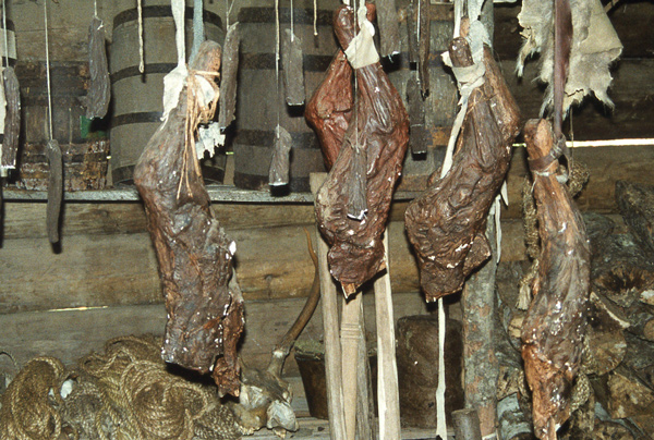Hind and front quarters hanging in a cabin