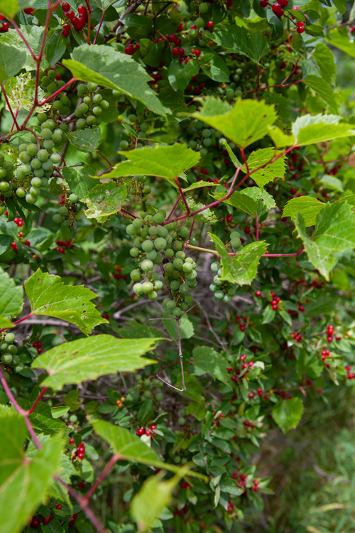 A tangle of grapevine with ripe grapes