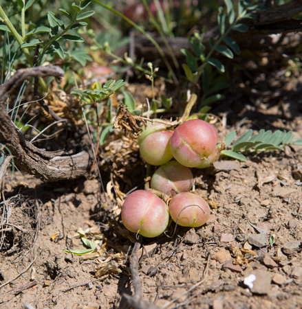 Fruit resembling very large grapes laying on the ground