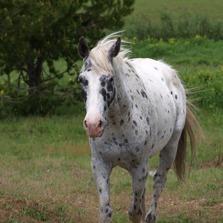 white appaloosa with small spots