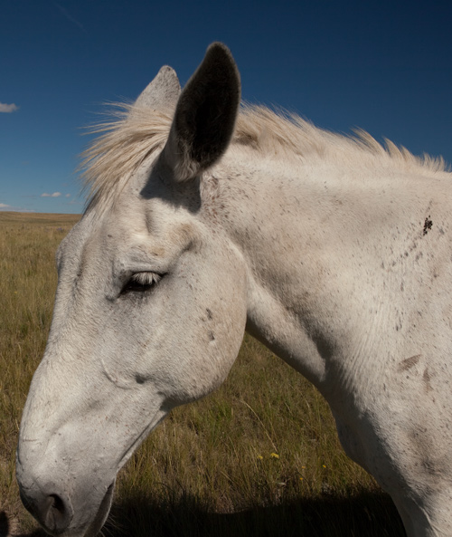 White appaloosa horse