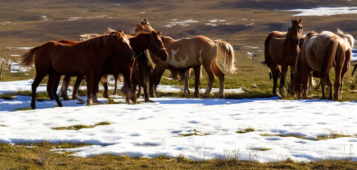 A herd of horses looks for grass on the snowy plains