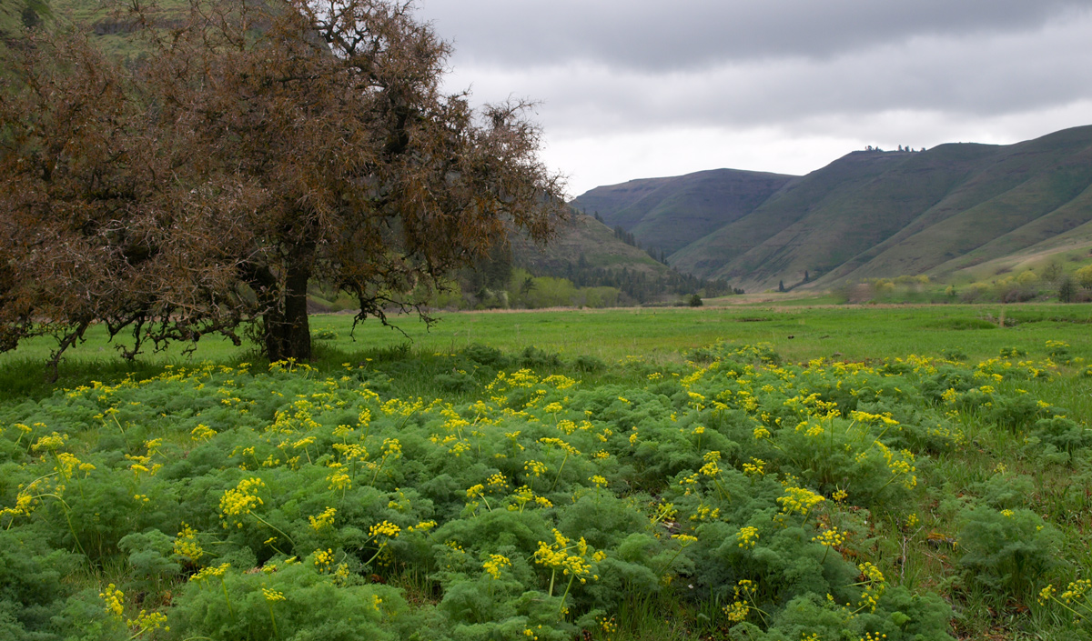 Valley full of yellow blooms and green grass