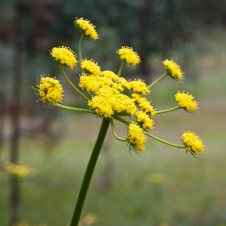 Plant with several small yellow umbels