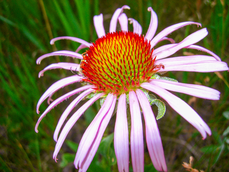 Pale, thin, and long petals surround a large colorful cone