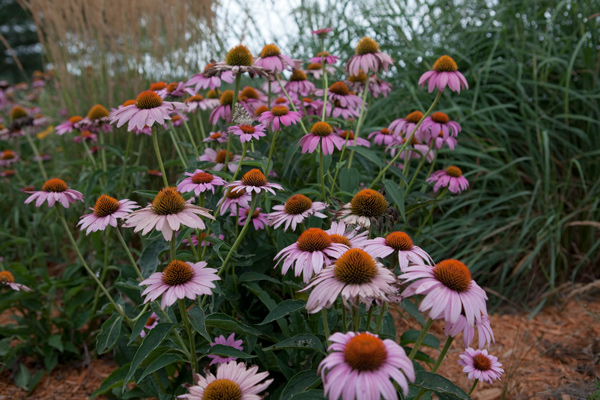 flower garden of purple-petaled plants with large cones
