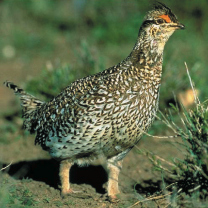 Smaller than a chicken, a speckled prairie bird