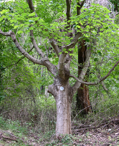 Maple tree with smaller branches