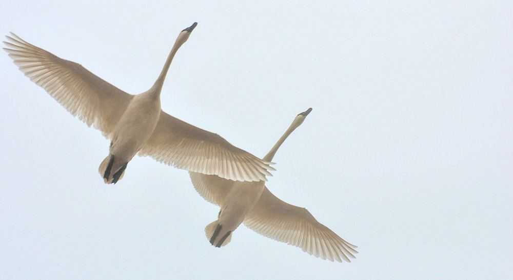Two large white trumpeter swans in flight