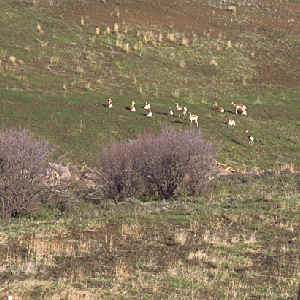 barren hill with a several antelope