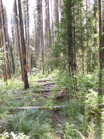 Wide, eroded trail covered with fallen trees and brush