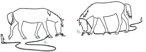 The gentle horse has a rope tied to its foot and the other has a rope tied around its neck