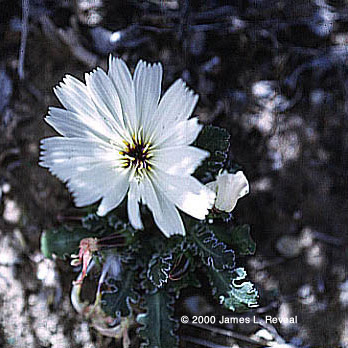 California plumseed: large white petals