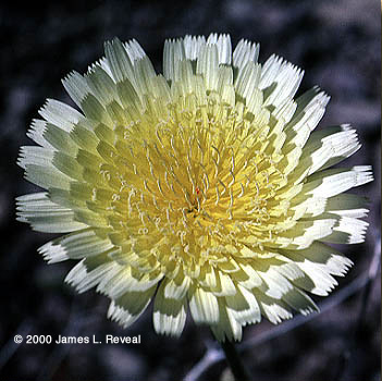 New Mexico plumseed: numerous white petals with a yellow umbel
