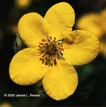 photo: Golden-hardhack blossom