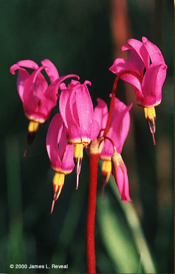 Dark-throat shooting star