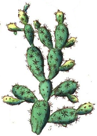 A cactus with long chains of prickly bulbs