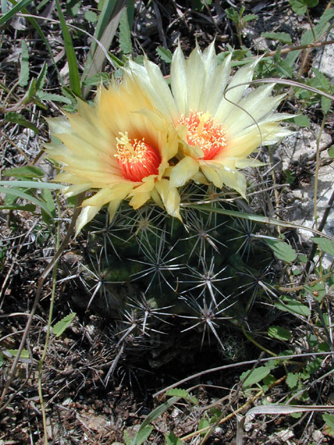 prickly pear with two yellow blossoms