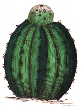 Oval shaped, low cactus plant