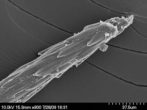 Microscopic photo of the tip of a prickly pear spine