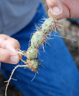 small, globular prickly pear with sharp spines