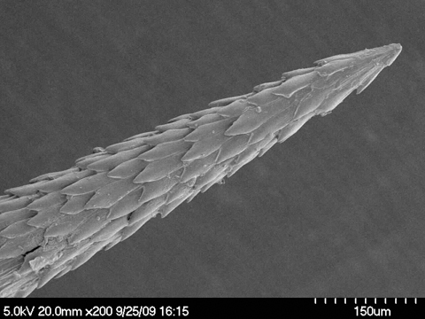 Extreme closeip of opuntia fragilis spine showing revealing barbs