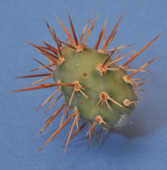 Cladode: a small green blob with projecting needles