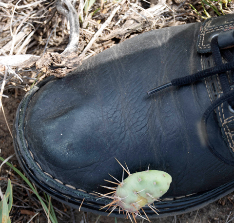 cactus stuck to boot